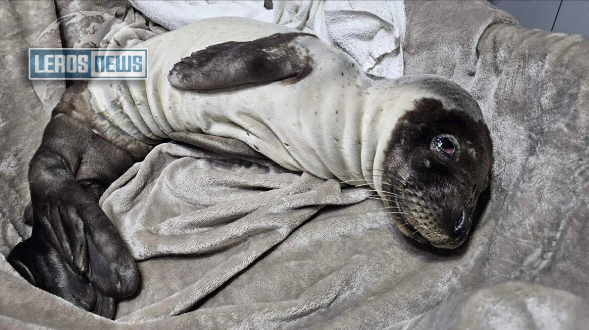 Διάσωση ετοιμοθάνατης φώκιας 30 ημερών στη Λέρο, δείτε βίντεο 