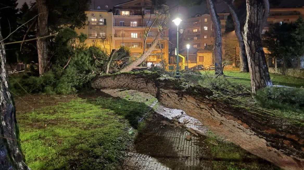 Πτώση πεύκου στο Γηροκομείο Ιωαννίνων λόγω των συνεχόμενων βροχοπτώσεων, βίντεο