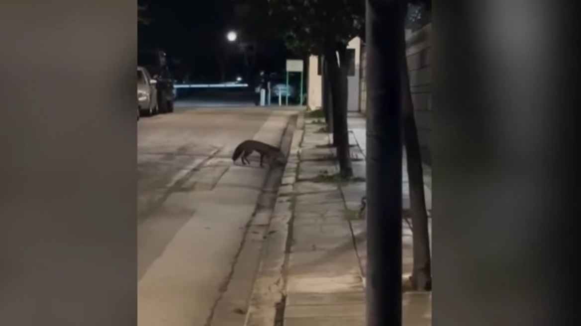 Αλεπού έκανε έφοδο στο Μέγαρο Μαξίμου, δείτε βίντεο