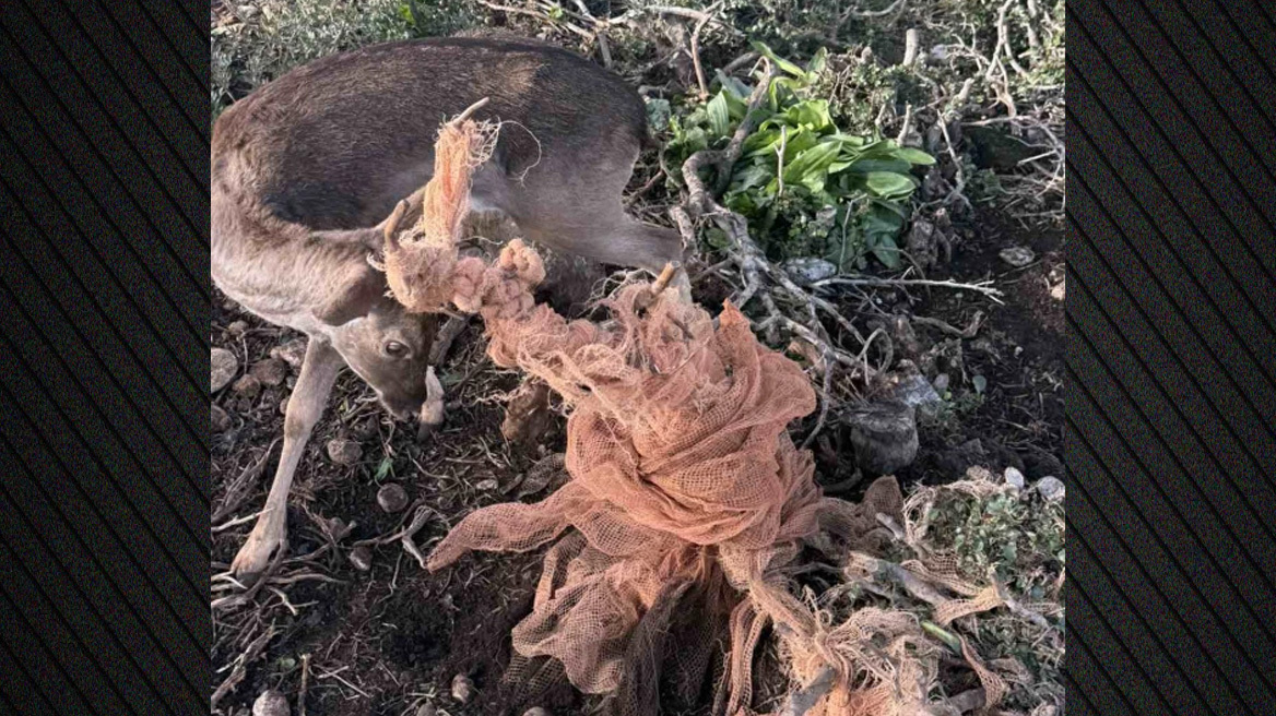 Εναερίτες του ΔΕΔΔΗΕ έσωσαν ελάφι στη Ρόδο, βίντεο και φωτογραφίες