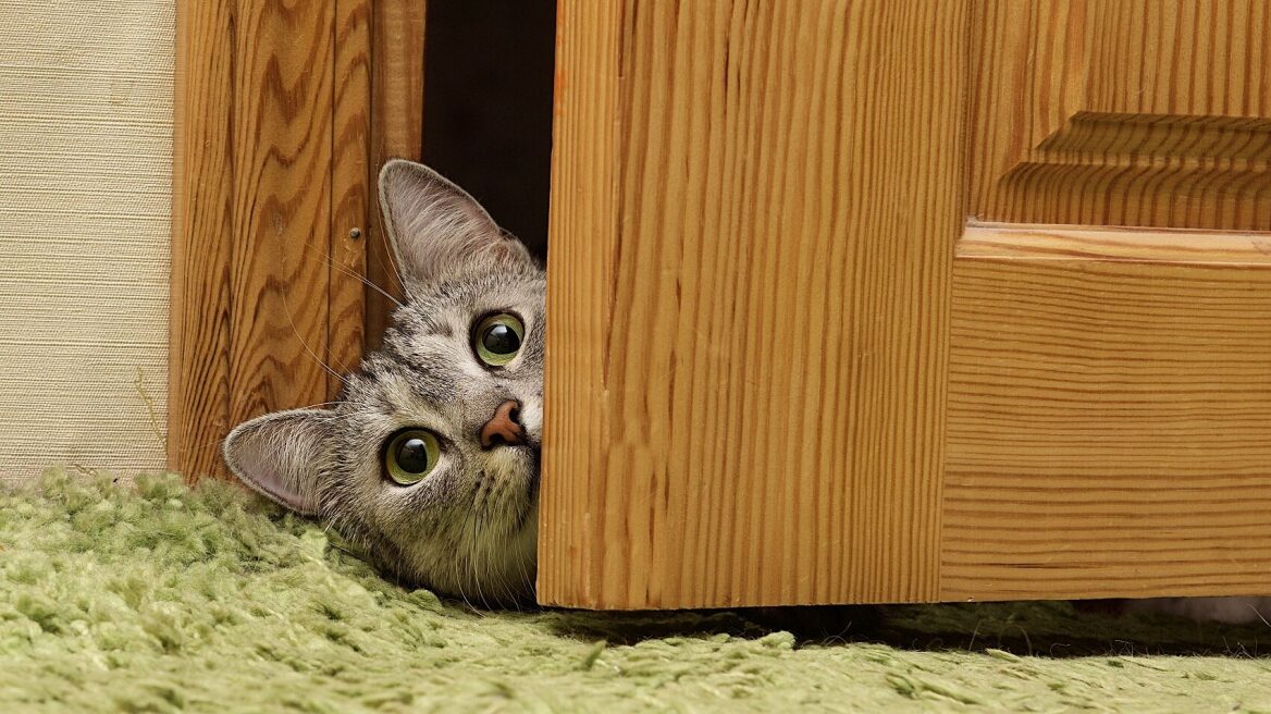 Πόσο καλά ξέρετε τις γάτες; Κάντε το τεστ για να δείτε