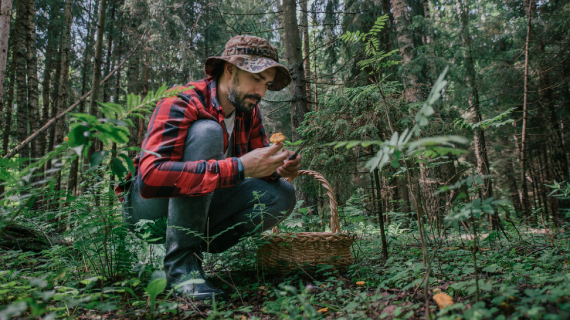 Δηλητηριώδη μανιτάρια: Όλα όσα πρέπει να γνωρίζετε – Ο κίνδυνος οξείας ηπατικής ανεπάρκειας