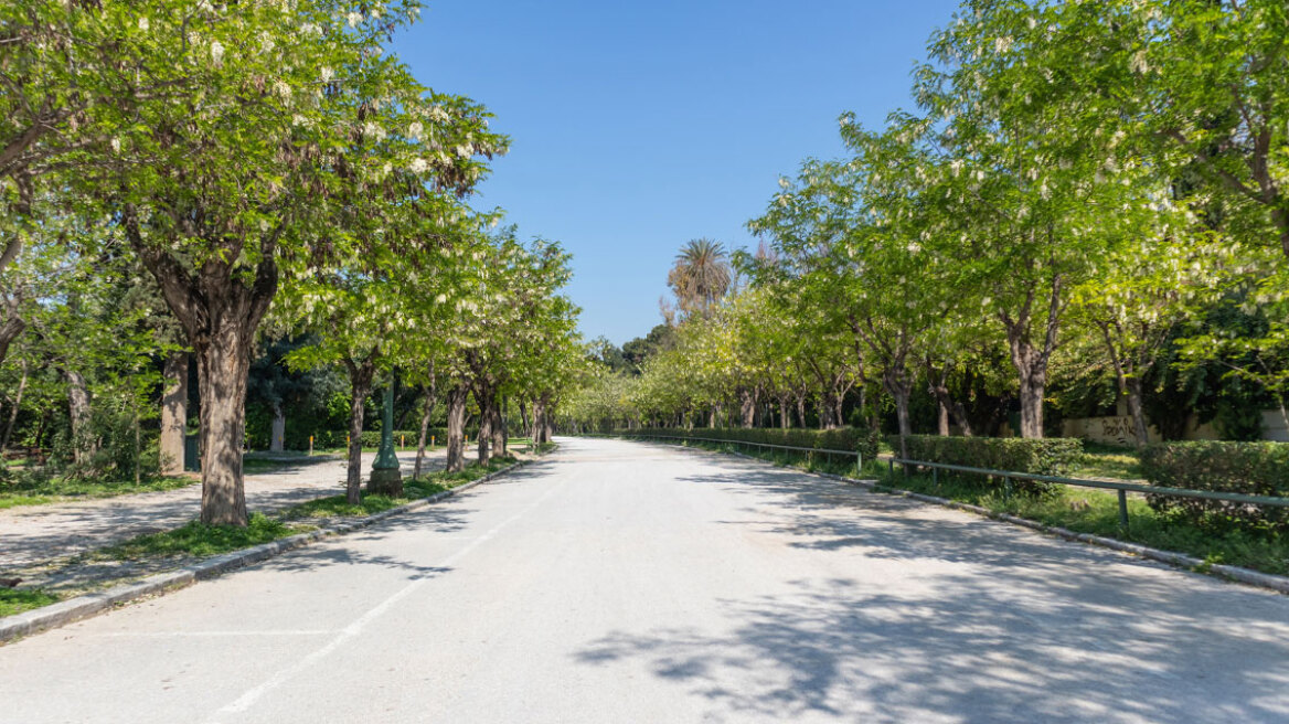Η αναγκαιότητα των δέντρων της Αθήνας και οι προκλήσεις που αντιμετωπίζουν