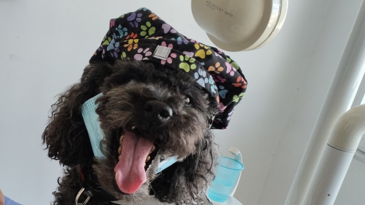 Από τον δρόμο, βοηθός σε οδοντιατρείο: Η τετράποδη Άριελ που διώχνει το άγχος για τον τροχό και τη σύριγγα