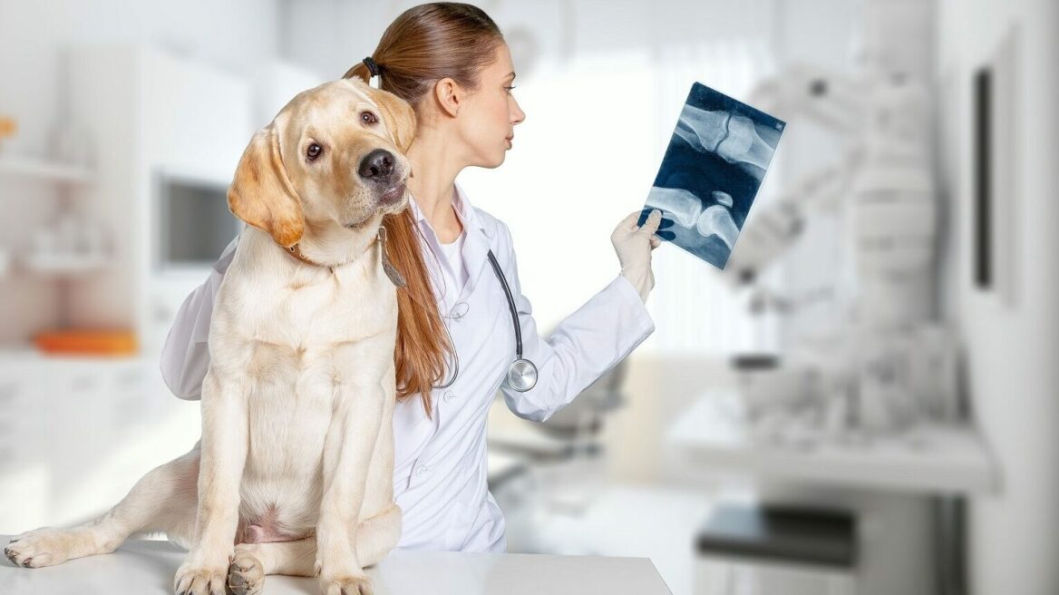 Αυτές είναι οι ερωτήσεις που συνήθως δεν κάνουμε στον κτηνίατρό μας- Και που θα έπρεπε