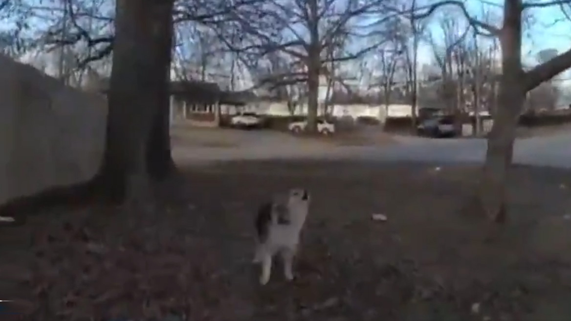 Δείτε βίντεο: Σκύλος - ήρωας στις ΗΠΑ καθοδήγησε αστυνομικούς για να βρουν αγνοούμενο αγοράκι