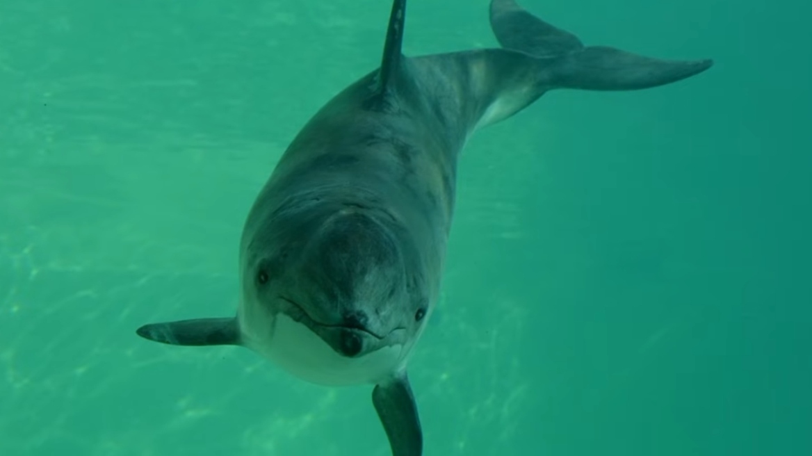 Ανησυχητική έρευνα για τις φώκαινες: Ο θόρυβος των σκαφών μπορεί να οδηγήσει στον υποσιτισμό τους
