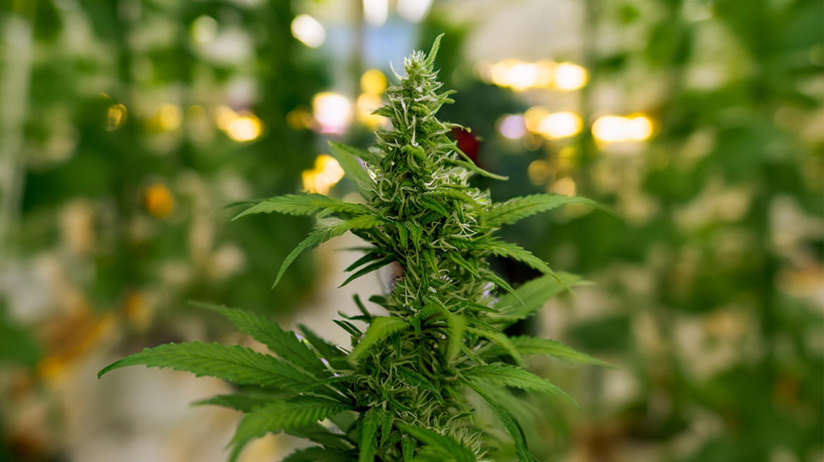 Κάνναβη παντού: Μετά την απελευθέρωση έρχεται η ανησυχία για τη δημόσια υγεία