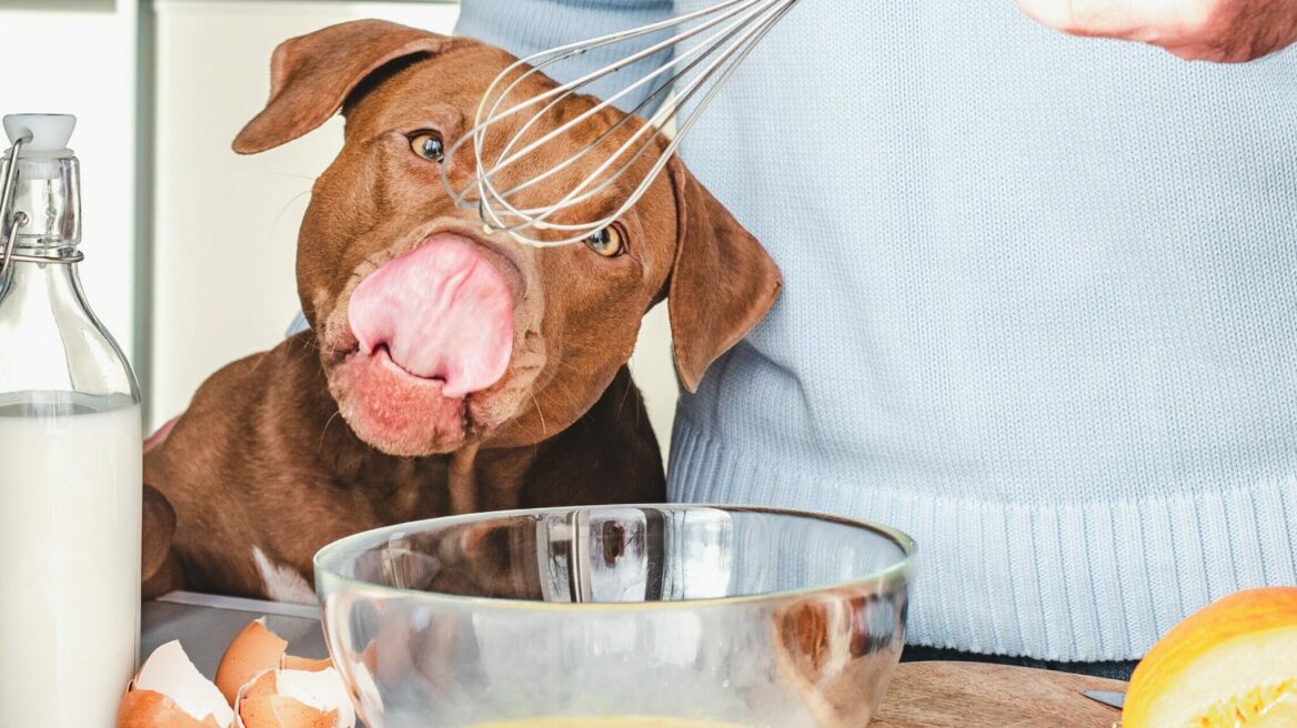 4 ανθρώπινες τροφές που δεν πρέπει ποτέ να φάει το κουτάβι μας