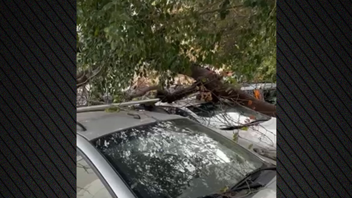 Προβλήματα από τους θυελλώδεις ανέμους στην Κρήτη: Έπεσαν δέντρα σε αυτοκίνητα, κλειστά αύριο τα σχολεία στους δήμους Ηρακλείου και Μαλεβιζίου