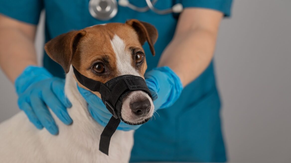 Τι πρέπει να κάνετε για να μην είναι ο σκύλος σας επιθετικός με τον κτηνίατρο