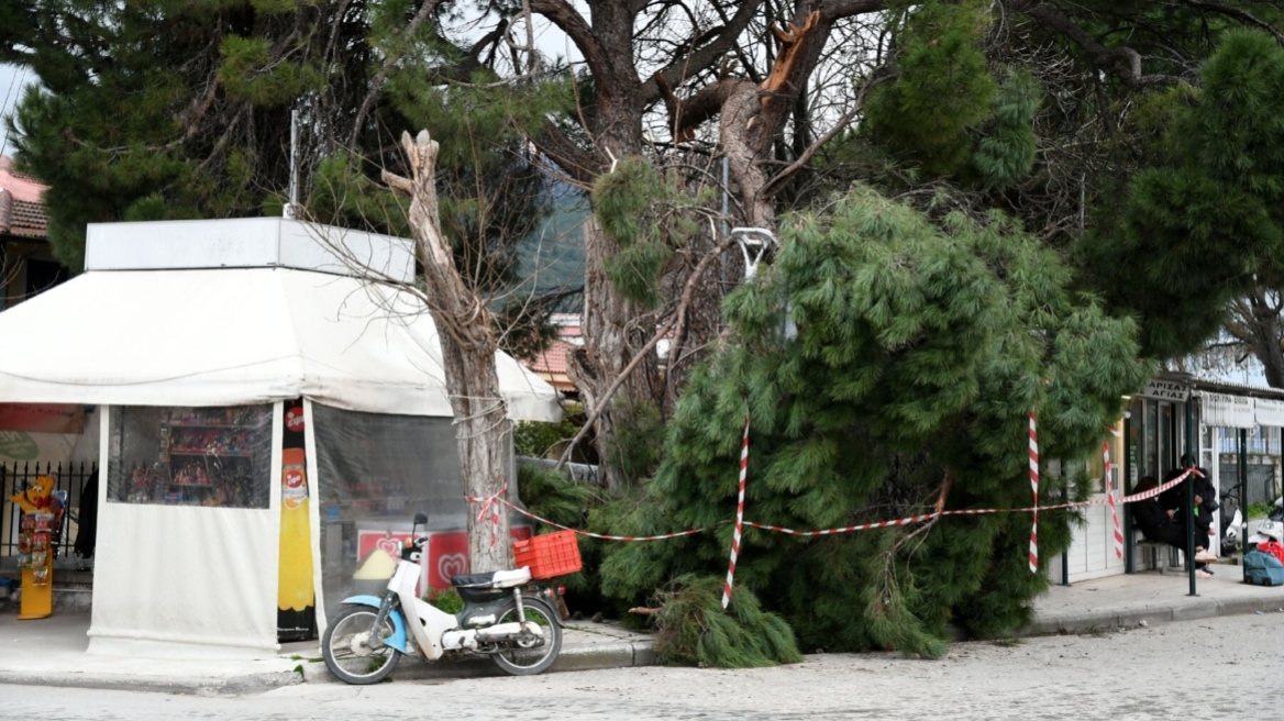 Λάρισα: Τεράστιο κλωνάρι πεύκου έπεσε στο κέντρο της Αγιάς, δίπλα σε περίπτερο 