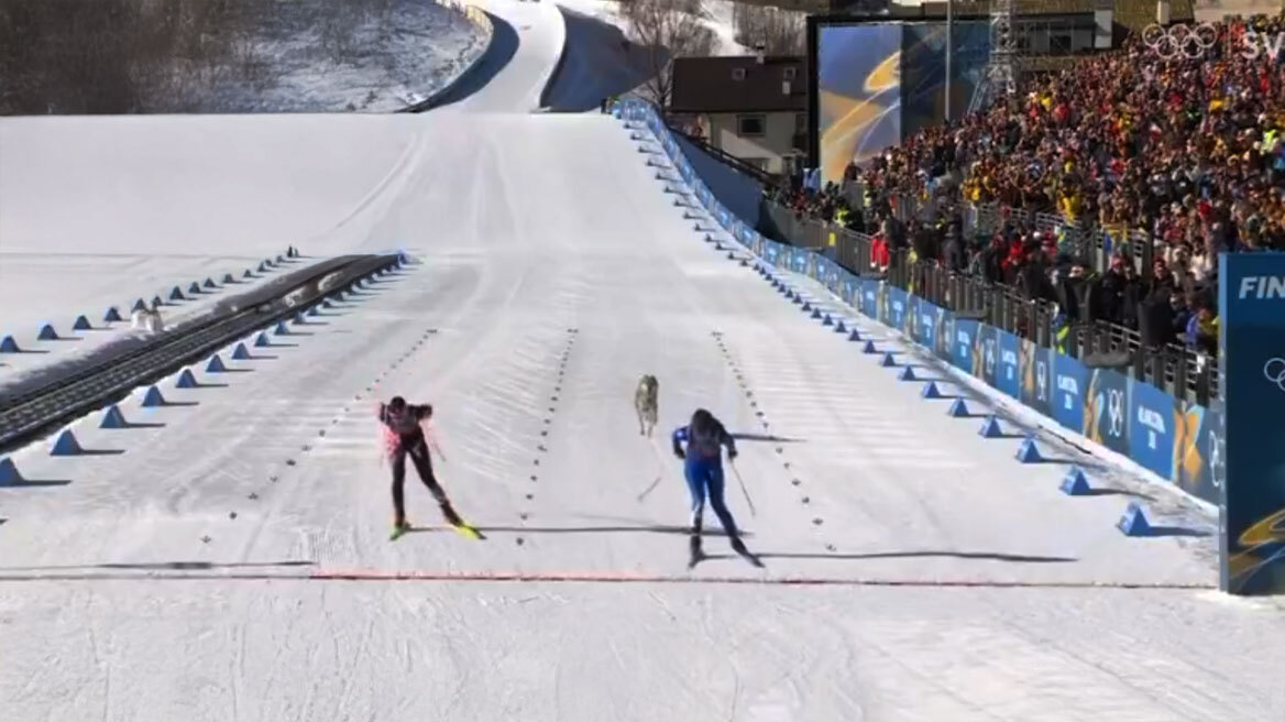 Λυκόσκυλο εισβάλλει σε πίστα σκι και τρέχει δίπλα σε αθλήτριες στους Χειμερινούς Ολυμπιακούς Αγώνες, δείτε βίντεο