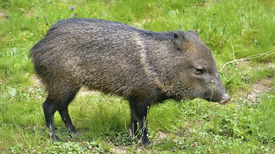 Το ανησυχητικό νέο είδος που βρέθηκε στη Φουκουσίμα, 15 χρόνια μετά το πυρηνικό ατύχημα: Υβρίδιο ανάμεσα σε χοίρο και αγριόχοιρο