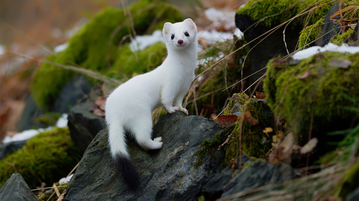 Το φαινόμενο Dehnel: Πώς ορισμένα είδη μπορούν να συρρικνώσουν τα οστά και τον εγκέφαλό τους κατά 20% για να επιβιώσουν τον χειμώνα