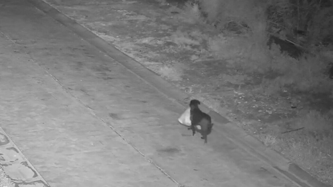 Ιταλός εκπαίδευσε... τον σκύλο του να πετάει τα σκουπίδια στον δρόμο