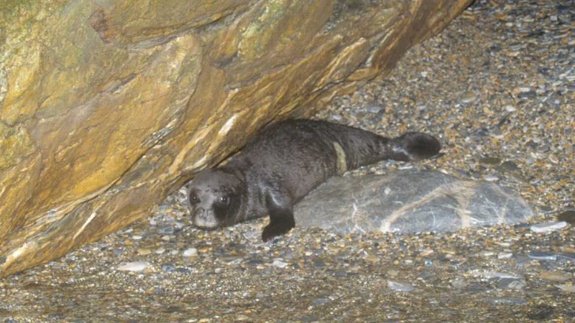 Ρεκόρ στις γεννήσεις μεσογειακής φώκιας καταγράφηκε στις Σποράδες