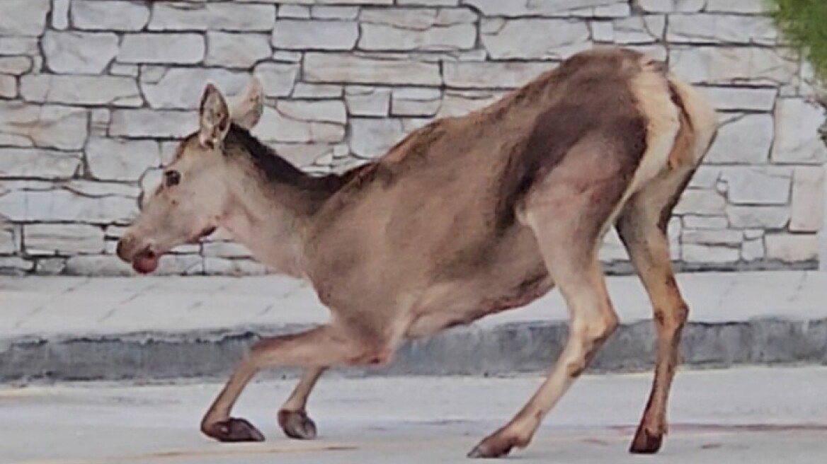 Σοβαρά τραυματισμένη ελαφίνα εντοπίστηκε στο πάρκινγκ του τελεφερίκ της Πάρνηθας