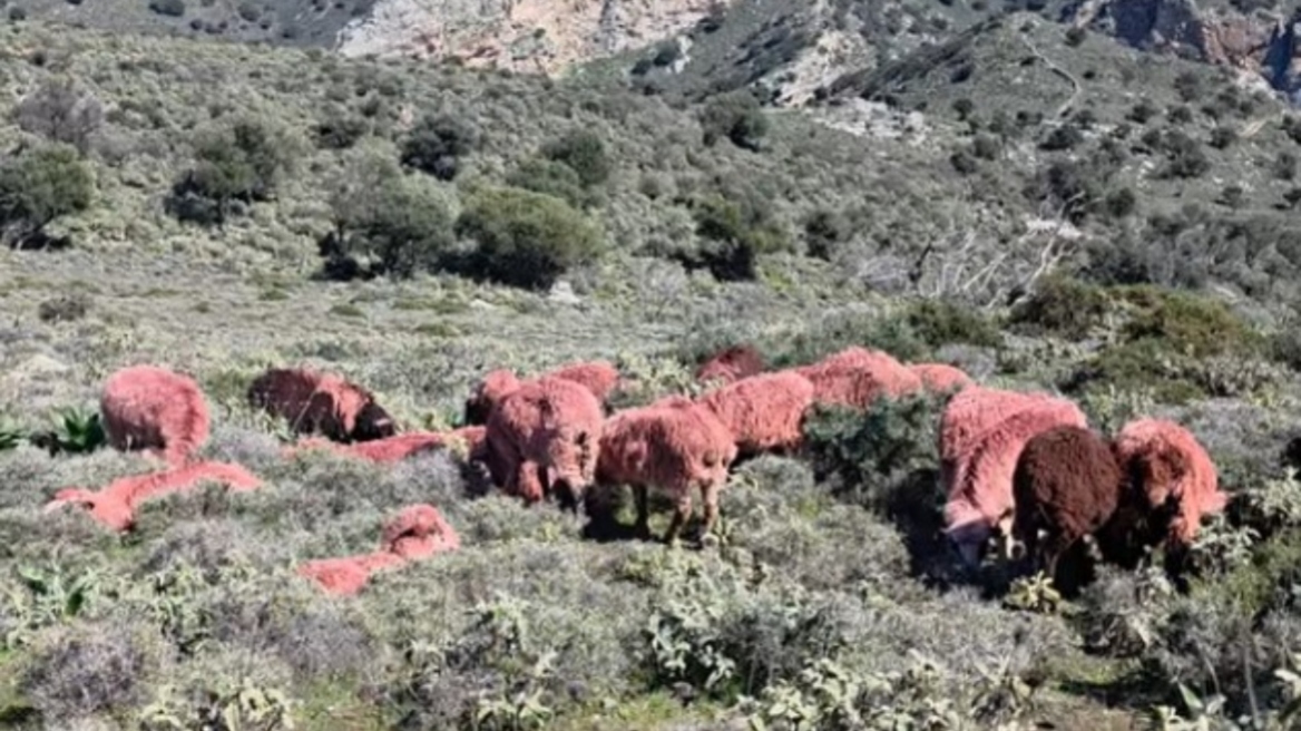 Κτηνοτρόφος στην Κρήτη έβαψε κόκκινα... τα πρόβατά του για να μην του τα κλέψουν, δείτε βίντεο