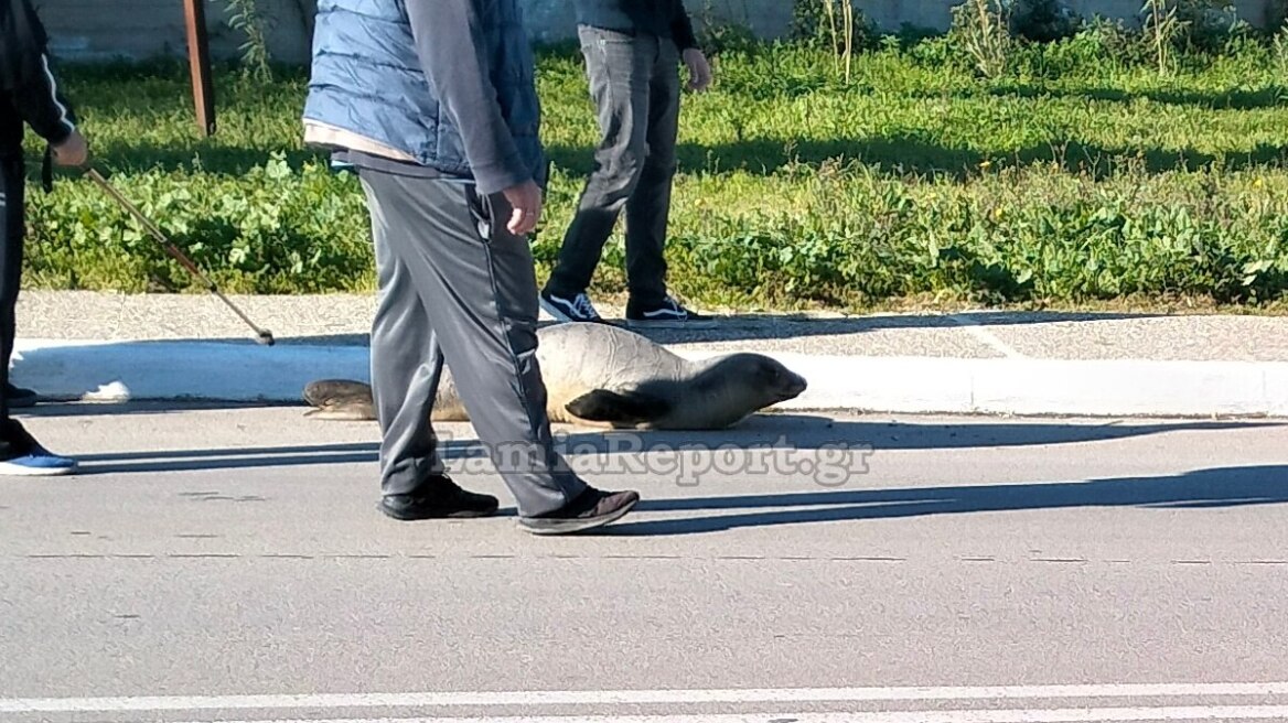 Φώκια έχασε το δρόμο της και βρέθηκε 200 μέτρα μακριά από τη θάλασσα στην Αρκίτσα, δείτε βίντεο