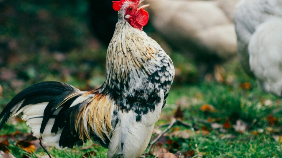 Γιατί λαλούν οι κόκορες το ξημέρωμα; Από τους μύθους στην πραγματικότητα