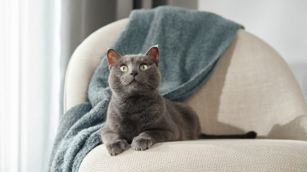 Παράξενες συμπεριφορές της γάτας μας που δεν πρέπει να προσπαθήσουμε να τις αλλάξουμε