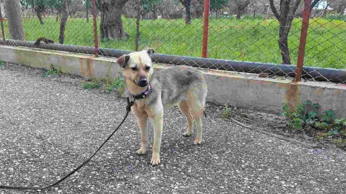 Ένα πανέμορφο ημίαιμο κοκόνι σώθηκε από τον δρόμο- Ψάχνει ένα μόνιμο σπίτι