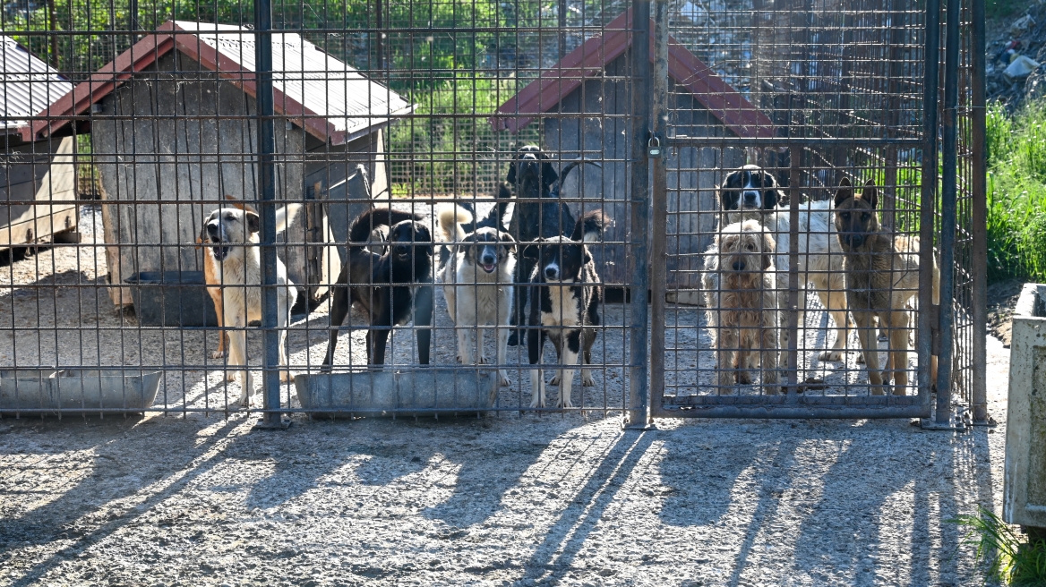 Θεσσαλονίκη: Συνελήφθη άνδρας που κρατούσε 68 σκύλους σε άθλιες συνθήκες
