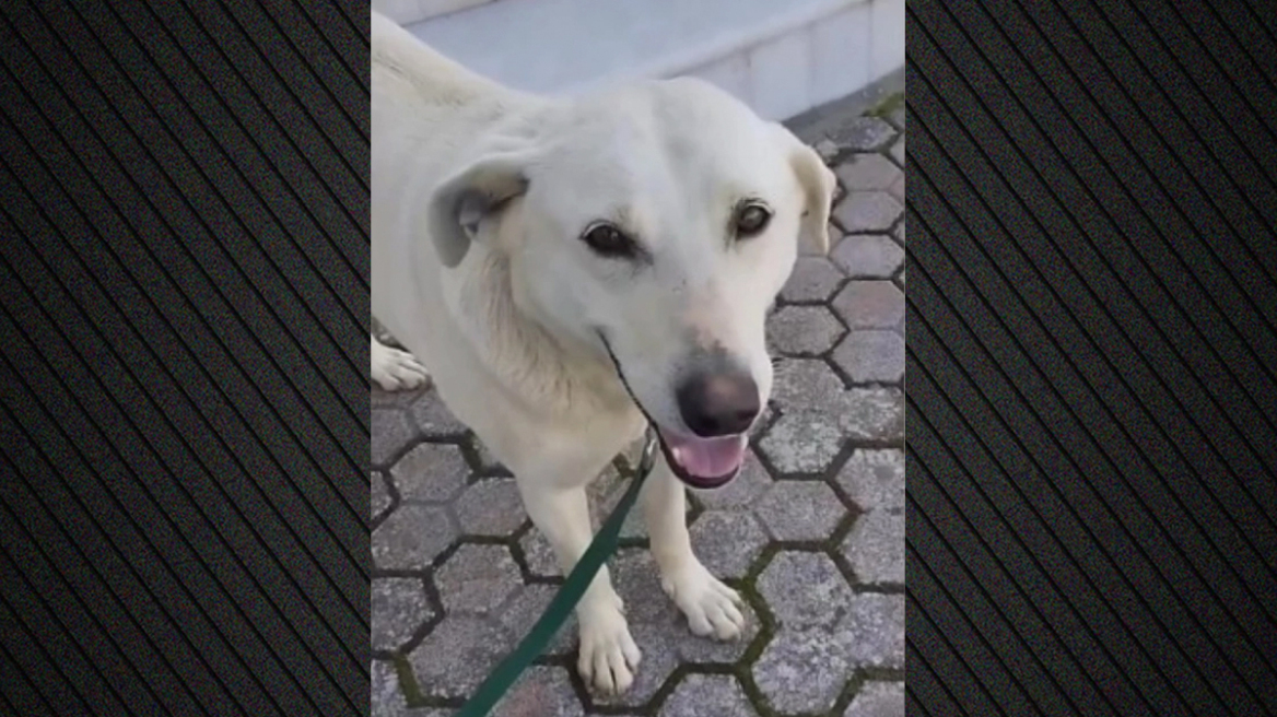 Πυροβόλησαν και σκότωσαν σκύλο στα Χανιά, οργισμένοι οι κάτοικοι της Καλυδωνίας για τον Μπεν