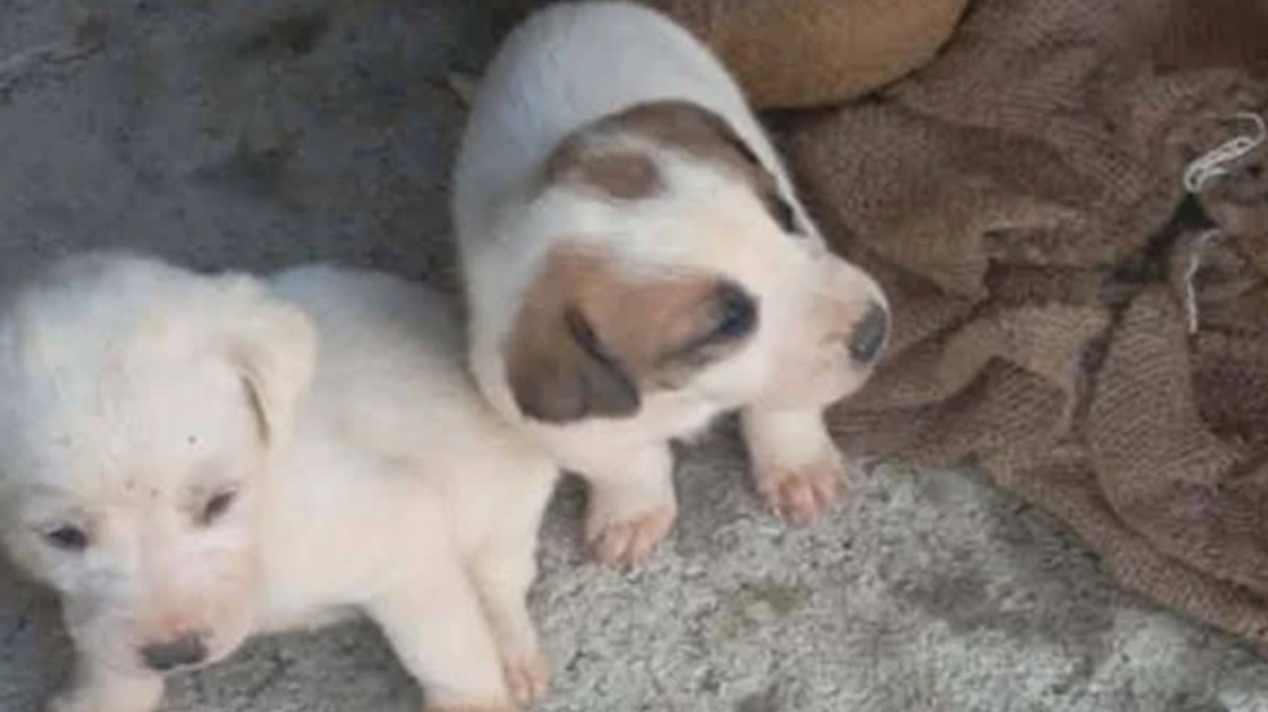 Εννέα κουτάβια βρέθηκαν σε τσουβάλια μέσα σε λίμνη στην Αμαλιάδα