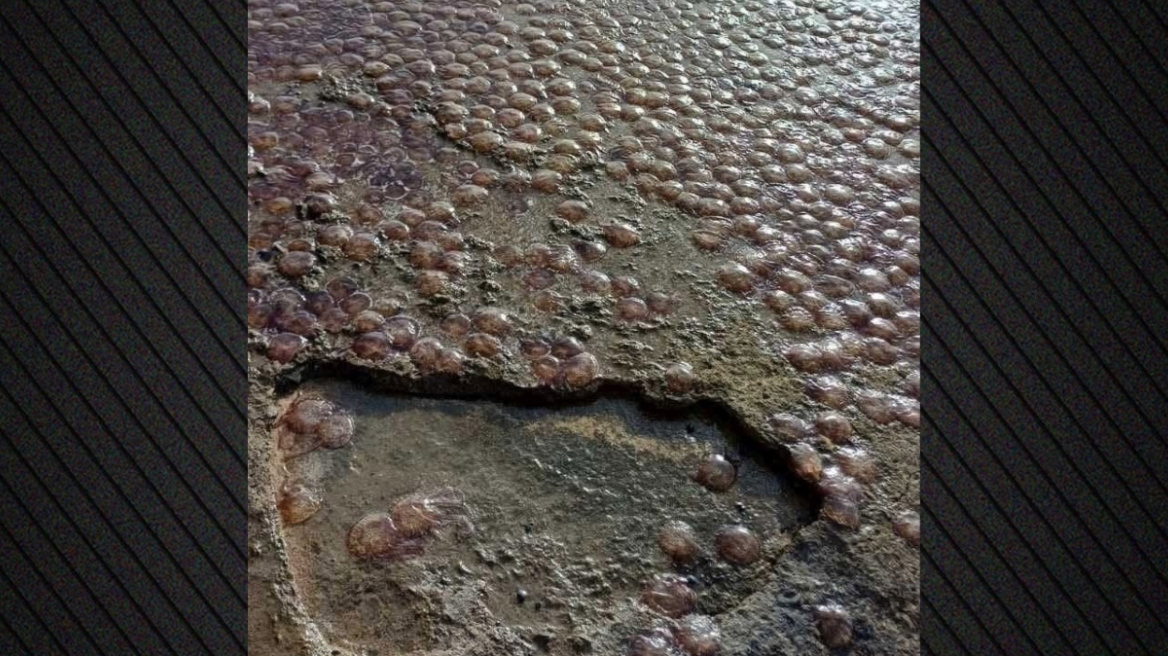 Εκατοντάδες μέδουσες ξεβράστηκαν σε παραλία της Εύβοιας