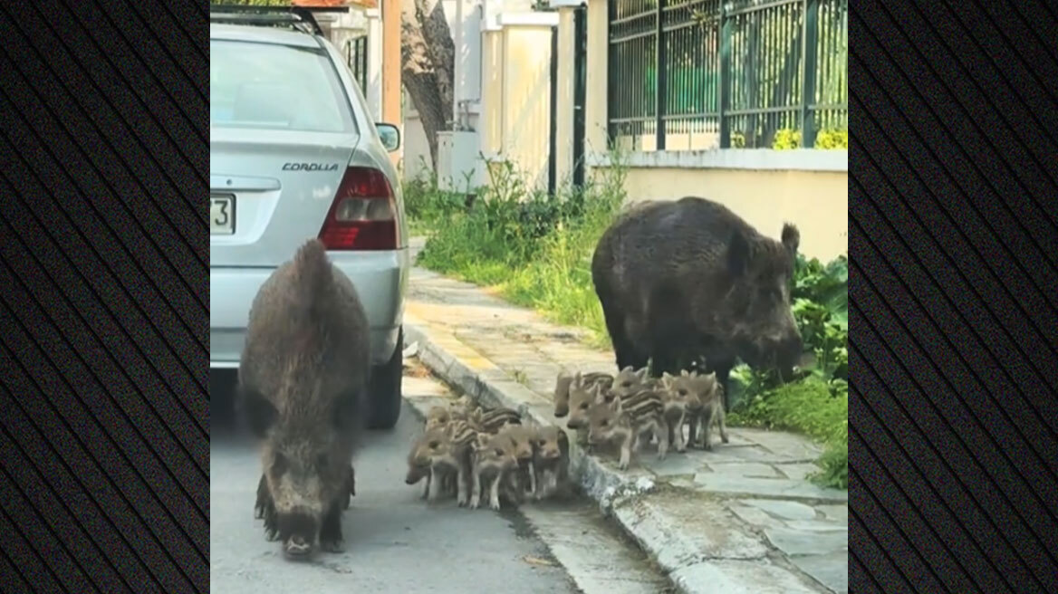 Πολυμελής οικογένεια από αγριογούρουνα έκανε τη βόλτα της στους Θρακομακεδόνες, δείτε βίντεο