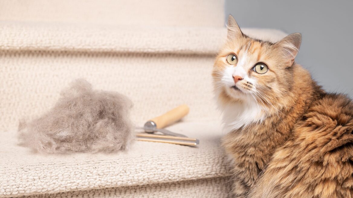 Μύθοι και αλήθειες για τις τριχόμπαλες που βγάζει η γάτα σας – Πώς μπορείτε να βοηθήσετε