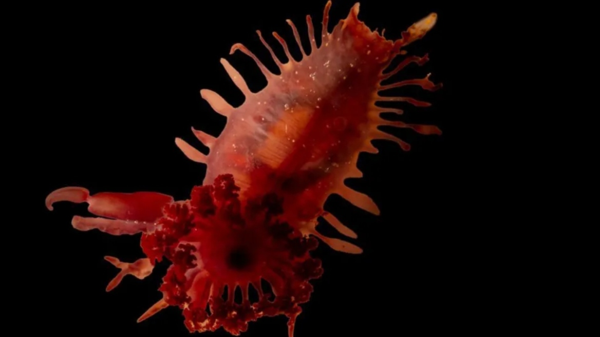 Εντυπωσιακές εικόνες από την Καραϊβική: Βρέθηκαν άγνωστα θαλάσσια πλάσματα και κοράλλια