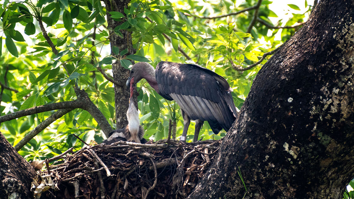 Γεννήθηκαν οι πρώτοι μαυρογύπες σε τεχνητές φωλιές στο δάσος της Δαδιάς
