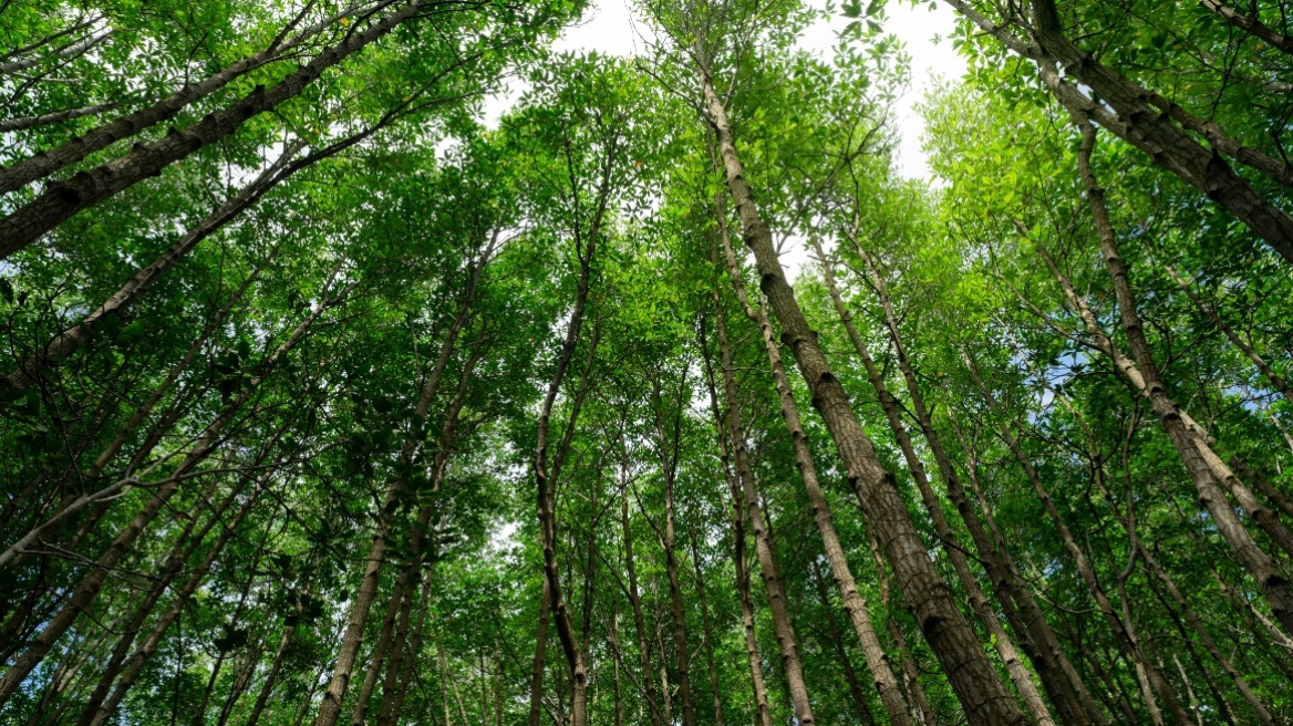  Ο Φεβρουάριος ανάμεσα στους πιο θερμούς παγκοσμίως στα χρονικά, οι εντυπωσιακές αντιθέσεις