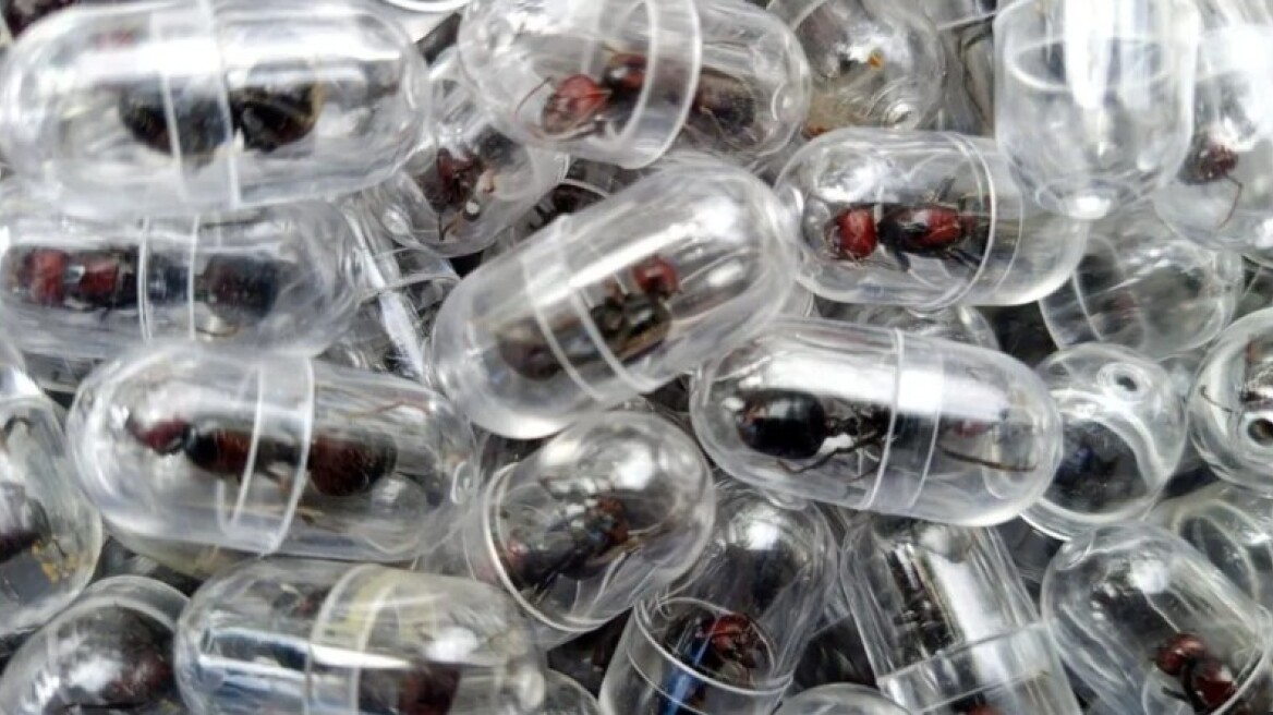 Κένυα: Άνδρας προσπάθησε να εξαγάγει λαθραία 2.000 ζωντανά μυρμήγκια μέσα στις αποσκευές του