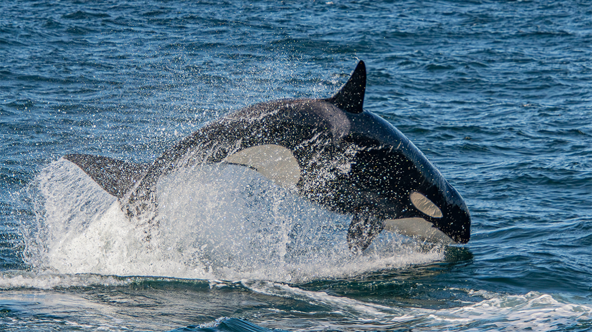 Η ανατριχιαστική στιγμή που μια φάλαινα όρκα μιμείται την ανθρώπινη ομιλία