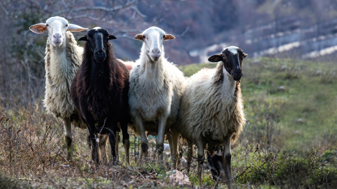 Ευλογιά των αιγοπροβάτων: Συναγερμός ενόψει Πάσχα, μηδενική χαλάρωση στα μέτρα και εντατικοί έλεγχοι