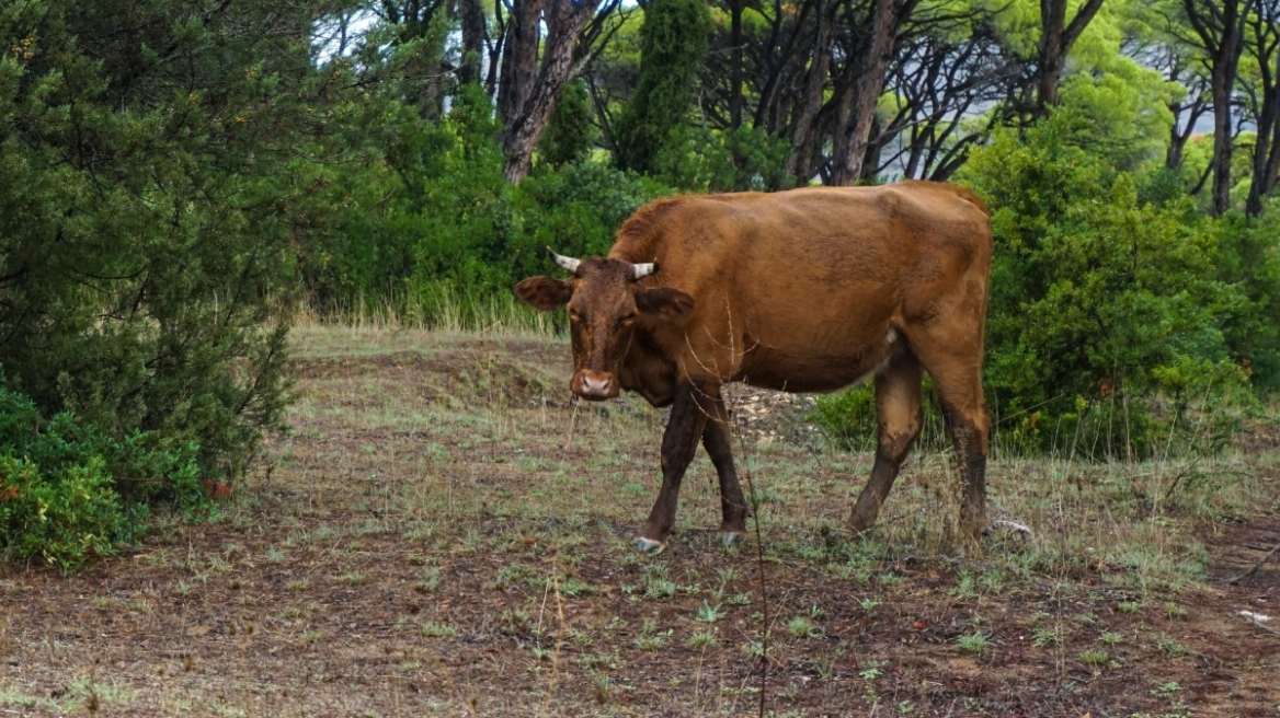 Αναστολή φορολογικών και ασφαλιστικών υποχρεώσεων και απαλλαγή από δημοτικά τέλη για πληγέντες από τον αφθώδη πυρετό στη Λέσβο