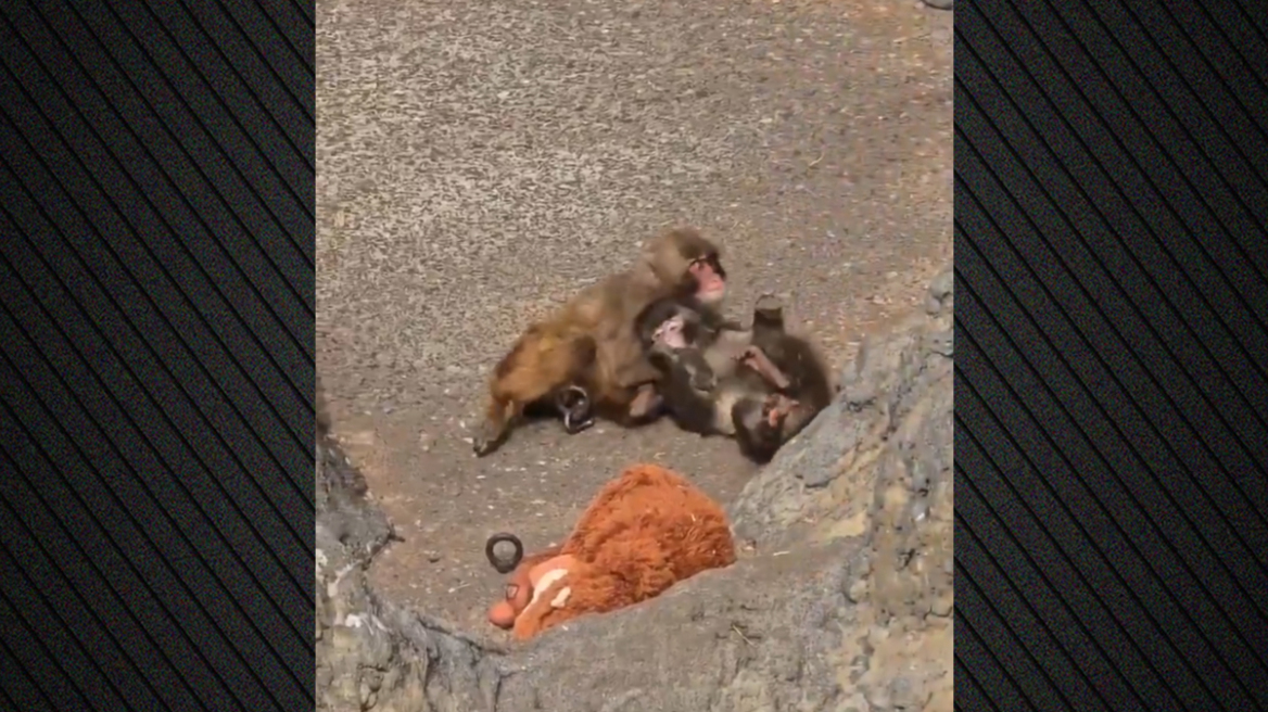 Ο μικρός πίθηκος Punch βρήκε συντροφιά, δείτε εικόνες με τις τρυφερές αγκαλιές
