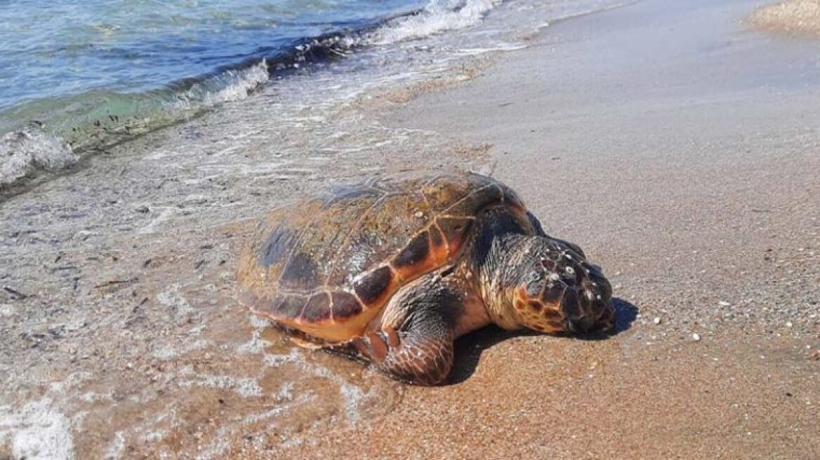 Νεκρά ξεβράστηκαν χελώνα καρέτα καρέτα και κορμοράνος σε παραλία της Βούλας