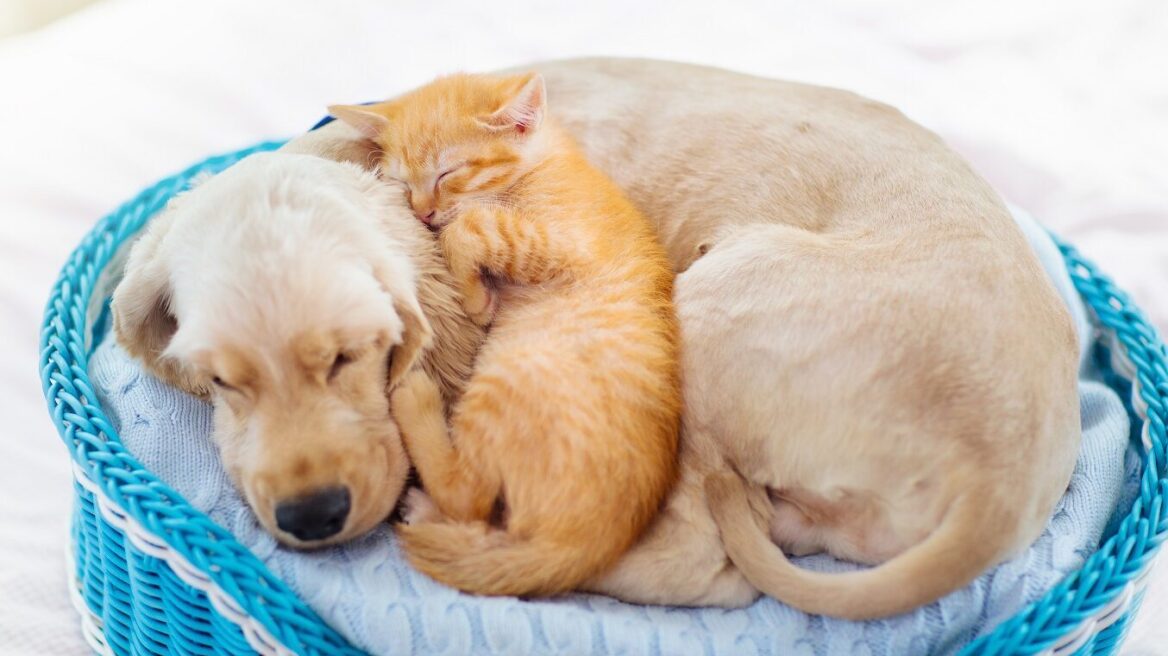 Τα καλύτερα κρεβατάκια και στρώματα που θα λατρέψει το κατοικίδιό σας