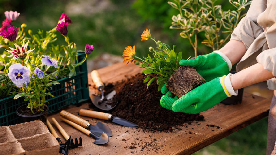 5 φυτά με ανάπτυξη σε χρόνο ρεκόρ