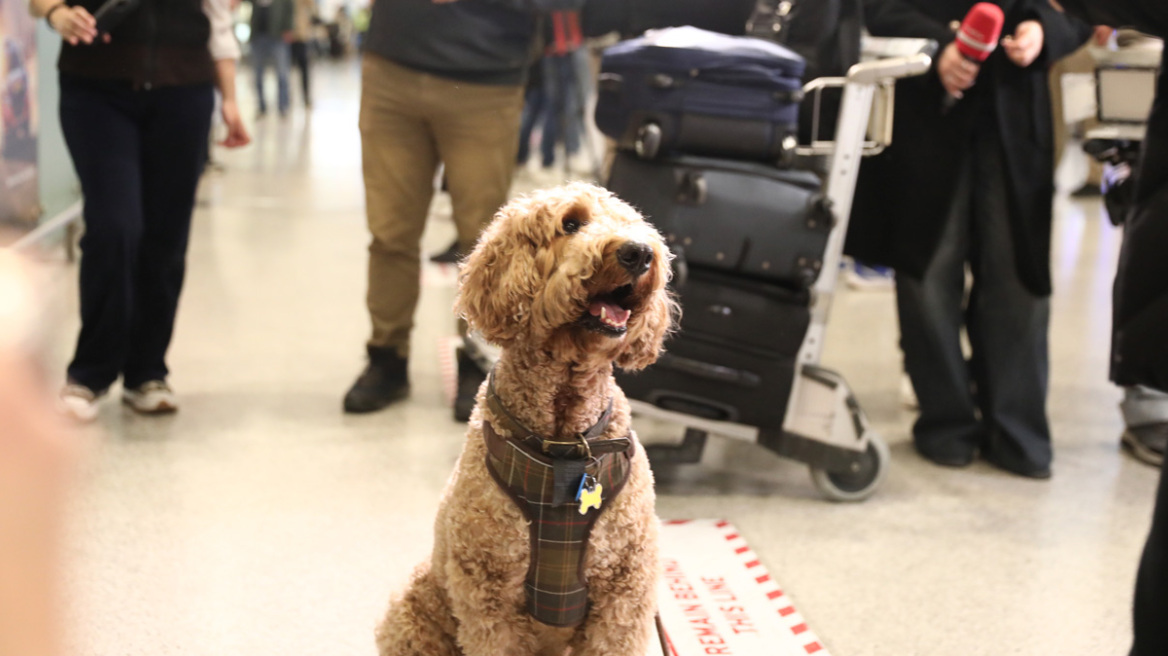 «Συγκινητικές σκηνές» στην Αθήνα - Μεγάλο ενδιαφέρον διεθνών ΜΜΕ για την ελληνική επιχείρηση επαναπατρισμού κατοικιδίων από τη Μέση Ανατολή