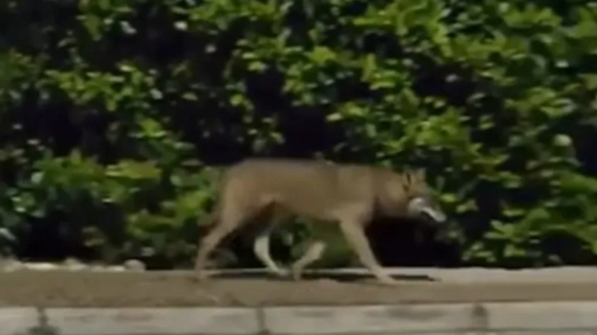 Λύκος κινείται ανενόχλητος δίπλα σε σπίτια στους Θρακομακεδόνες, δείτε βίντεο 
