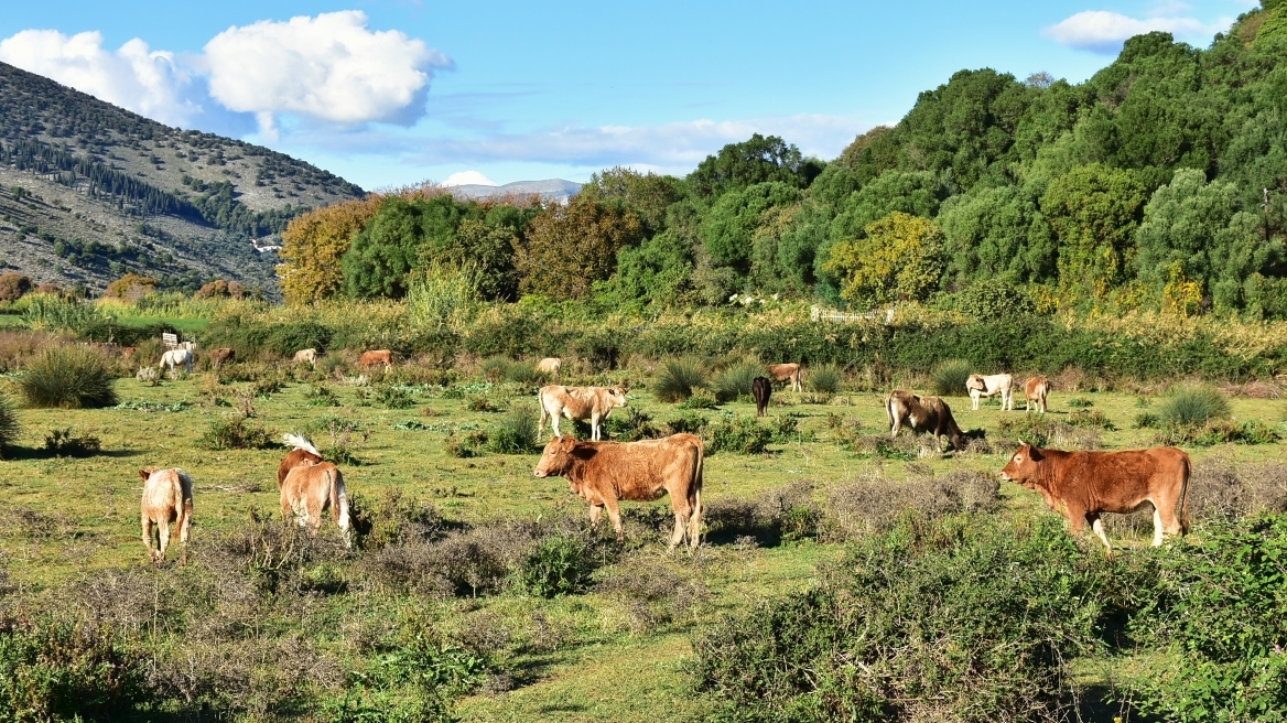 Τρία νέα κρούσματα αφθώδους πυρετού στη Λέσβο, έφτασαν πέντε τα συνολικά
