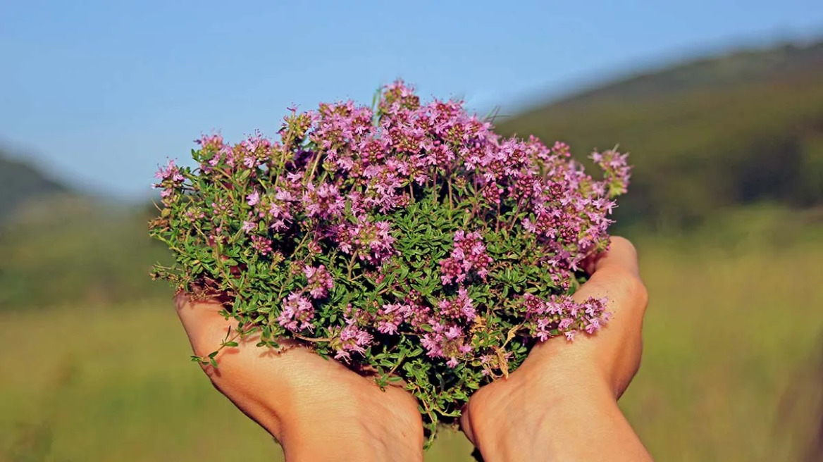Το φυτό που με το δυνατό άρωμά του κρατά μακριά τα κουνούπια
