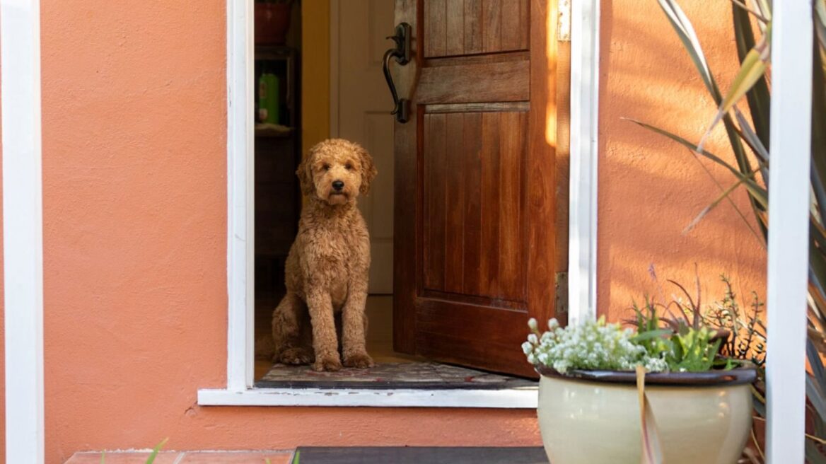 Οι λάθος τρόποι που δείχνουμε την αγάπη μας στον σκύλο- Οι λόγοι που εκείνος μπορεί να αντιδράσει άσχημα