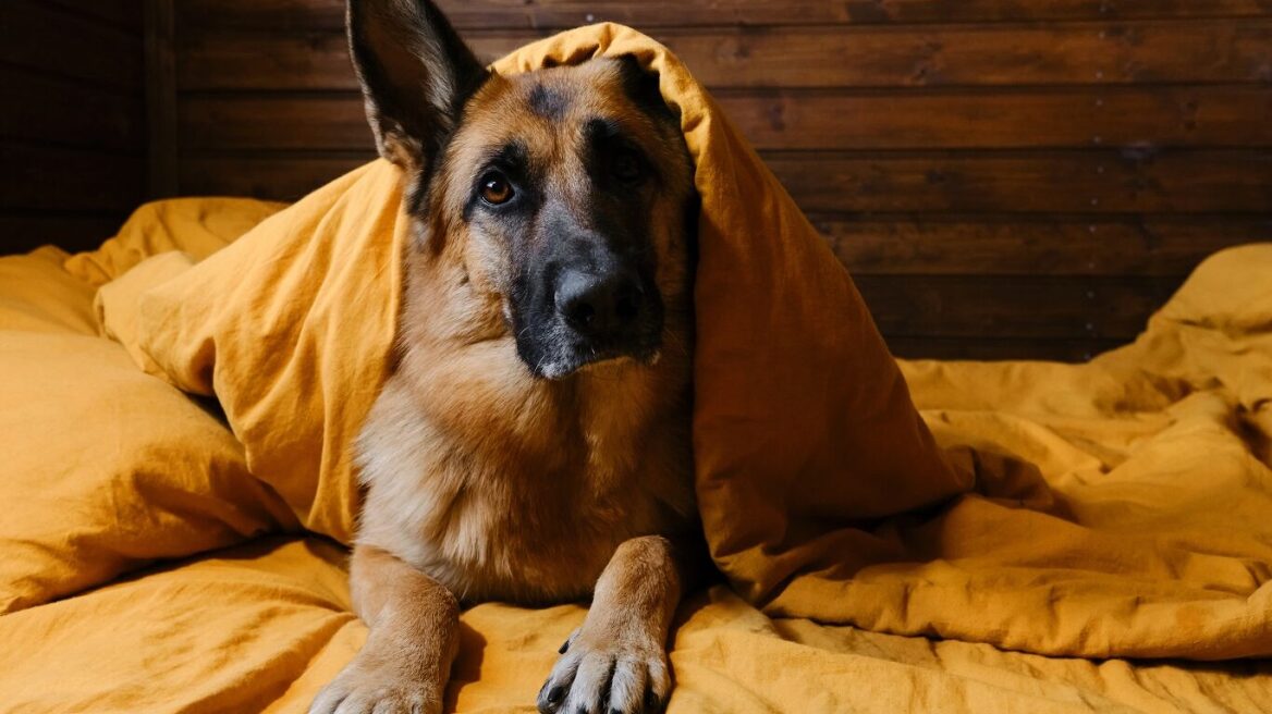 Γιατί μας ξυπνάει ο σκύλος μας μέσα στη νύχτα; Τι μπορεί να τον ενοχλεί
